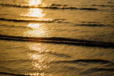 Domuz ahırındaki domuzlar domuz eti üretiyor.