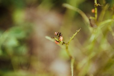 Yakından bakınca Kolorado 'nun poptato yaprakları üzerinde bettle