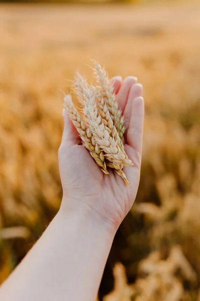 Kadın tarımda buğday kulağı tutuyor.