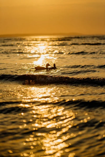 Domuz ahırındaki domuzlar domuz eti üretiyor.