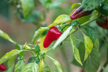 Bahçede Kırmızı Biber Büyüyor