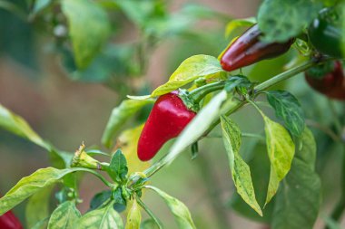 Bahçede Kırmızı Biber Büyüyor