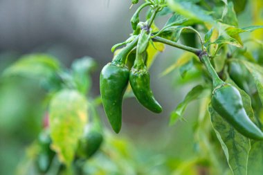 Bahçede Yeşil Biber Büyüyor