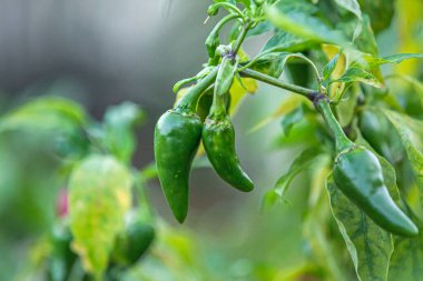 Bahçede Yeşil Biber Büyüyor