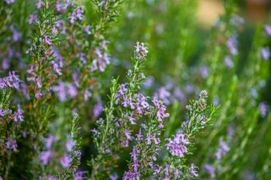 Organik Bahçede Yeşil Biberiye Bitkisi