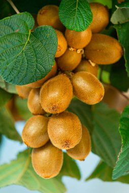 Branch 'ta Kivi Meyveleri Yetiştirme