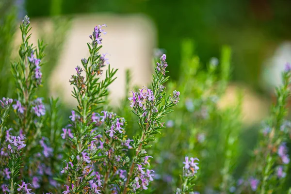 Herbe de romarin vert dans le jardin biologique Images De Stock Libres De Droits