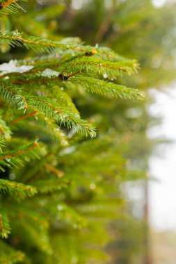 Kışın yeşil kozalaklı dallara su damlaları düşer.