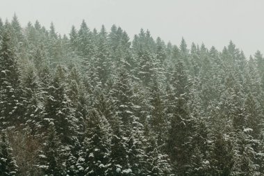 Kışın kar fırtınası sırasında orman