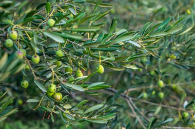 Zeytin ağacında yeşil zeytin yetişir.