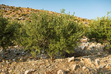 Zeytin ağacında yeşil zeytin yetişir.