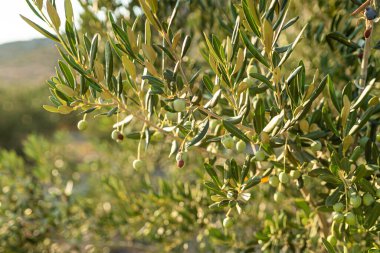 Zeytin ağacında yeşil zeytin yetişir.