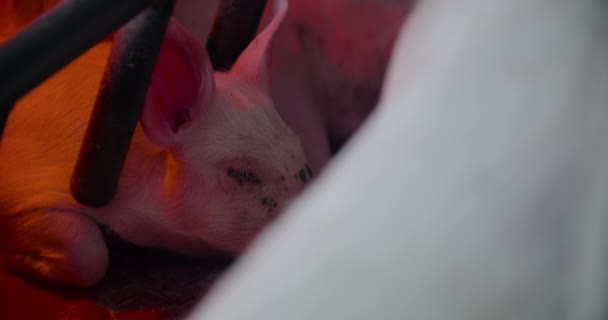 Cerdos en granja ganadera Producción de cerdo Crianza de lechones — Vídeo de stock