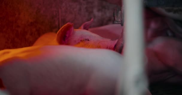 Свині на фермі Livestock Farm Pork Production Piglet Breeding — стокове відео