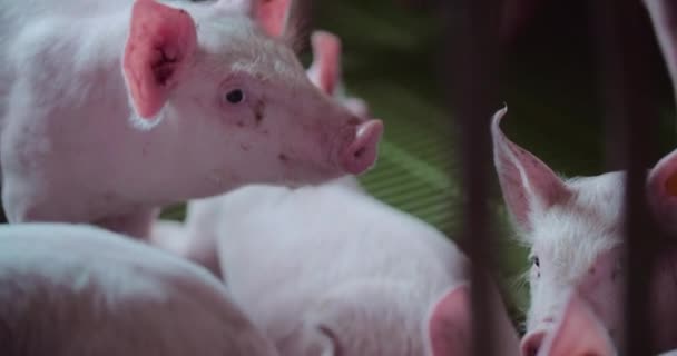 Pigs at Livestock Farm Pork Production Piglet Breeding — Stock Video