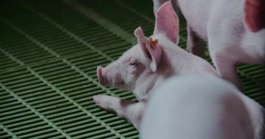 Çiftlik Hayvanları Çiftliği Domuz Yetiştirme Yaban Domuzu Yetiştirme