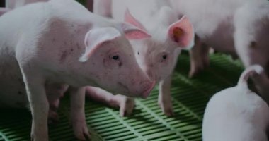 Çiftlik Hayvanları Çiftliği Domuz Yetiştirme Yaban Domuzu Yetiştirme