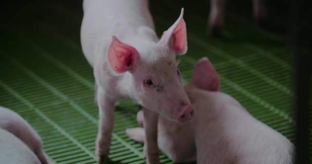 Pigs at Livestock Farm Pork Production Piglet Breeding — Stock Video