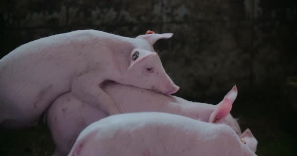 Pigs at Livestock Farm Pork Production Piglet Breeding — Stock Video