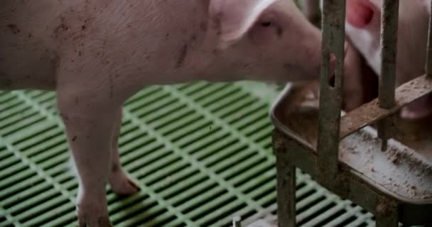 Schweine in Nutztierhaltung Schweinezucht Schweinezucht — Stockvideo