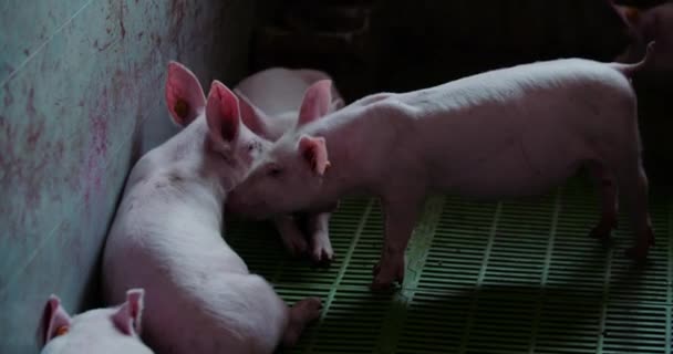 Schweine in Nutztierhaltung Schweinezucht Schweinezucht — Stockvideo