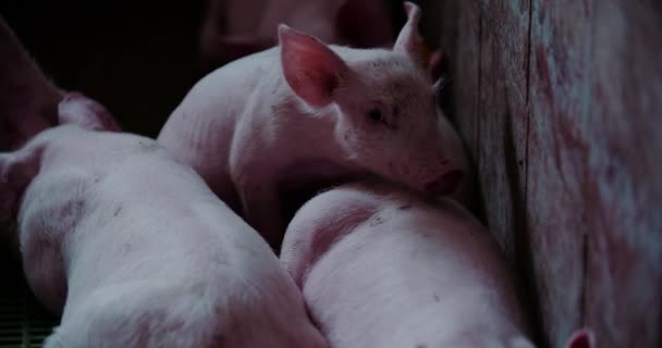 Suínos na criação de leitões de criação de suínos de criação de gado — Vídeo de Stock