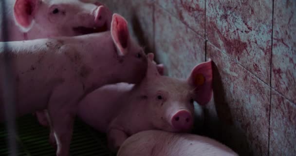 Свиньи на животноводческом фермерском свиноводстве — стоковое видео