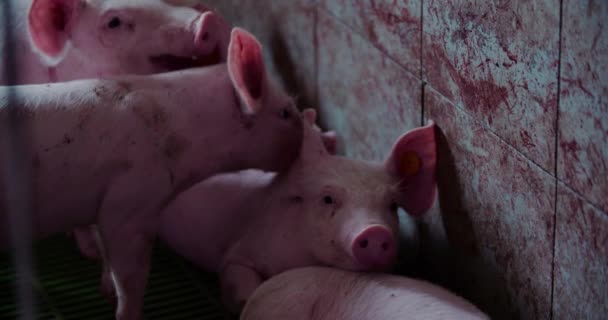 Schweine in Nutztierhaltung Schweinezucht Schweinezucht — Stockvideo