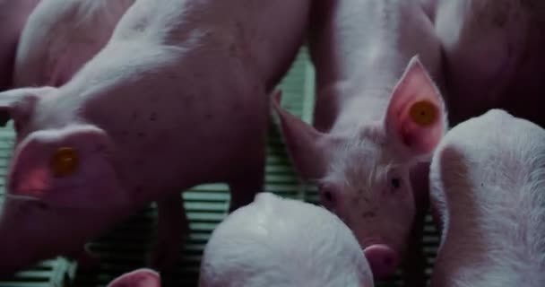 Porcs à l'élevage porcin Élevage de porcelets — Video