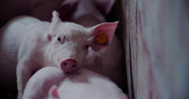 Świnie w gospodarstwie hodowlanym Produkcja wieprzowiny Hodowla prosiąt — Wideo stockowe