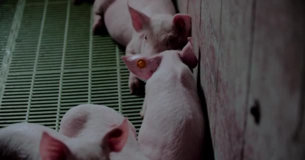 Suínos na criação de leitões de criação de suínos de criação de gado — Vídeo de Stock