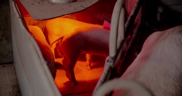 Varkens op veehouderij Varkensvleesproductie Varkensfokkerij — Stockvideo