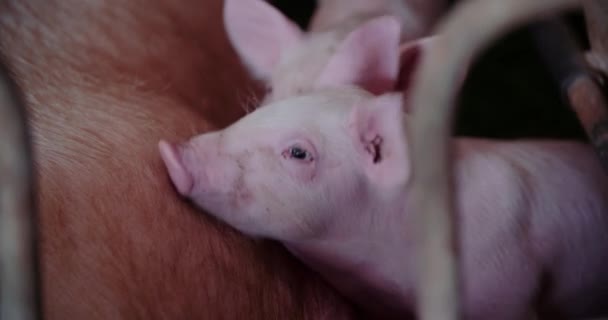 Cerdos en granja ganadera Producción de cerdo Crianza de lechones — Vídeos de Stock