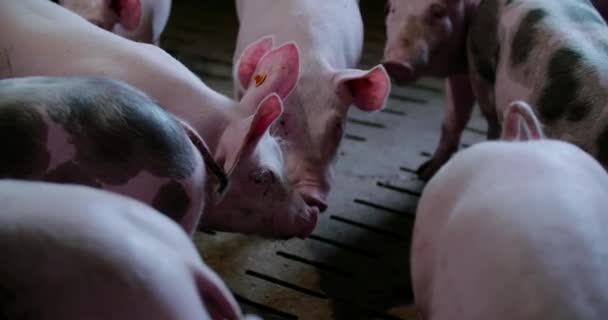 Cerdos en granja ganadera Producción de cerdo Crianza de lechones — Vídeos de Stock