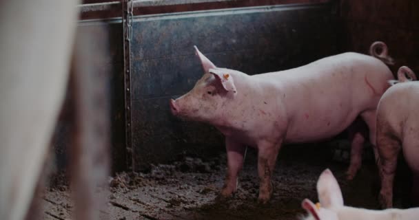 Prasata na chovatelských farmách Chov vepřového masa Chov selat — Stock video