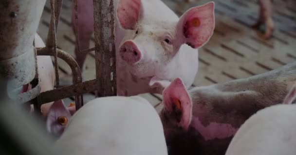 Suínos na criação de leitões de criação de suínos de criação de gado — Vídeo de Stock