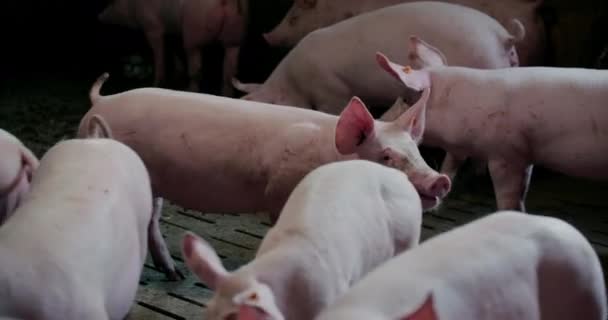 Свині на фермі Livestock Farm Pork Production Piglet Breeding — стокове відео