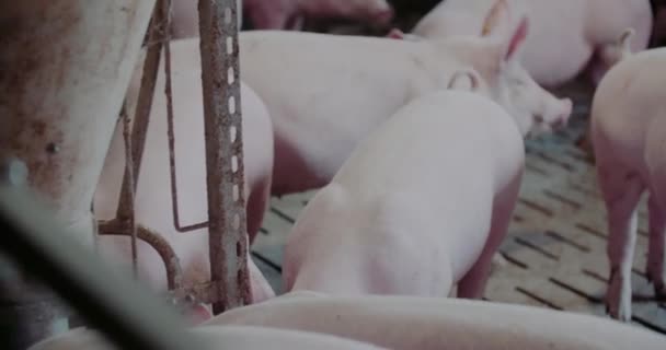 Sertés az állattenyésztésben Sertéstenyésztés Malactenyésztés — Stock videók