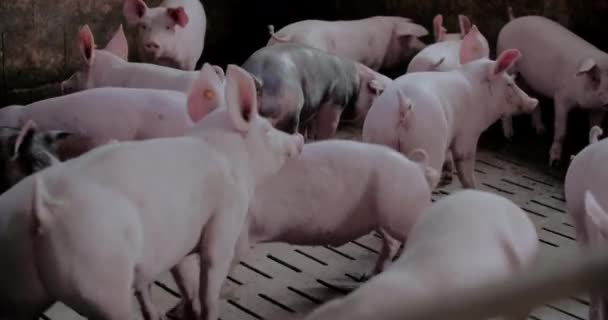 Свині на фермі Livestock Farm Pork Production Piglet Breeding — стокове відео