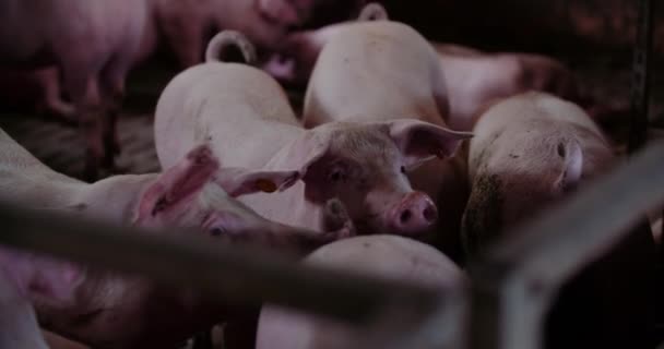 Varkens op veehouderij Varkensvleesproductie Varkensfokkerij — Stockvideo