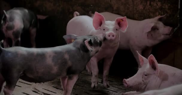 Свині на фермі Livestock Farm Pork Production Piglet Breeding — стокове відео