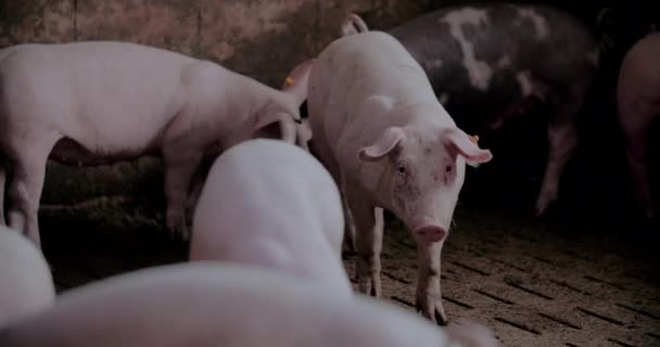 Свині на фермі Livestock Farm Pork Production Piglet Breeding — стокове відео