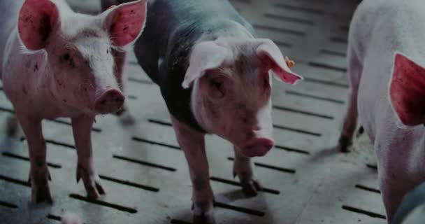 Schweine in Nutztierhaltung Schweinezucht Schweinezucht — Stockvideo