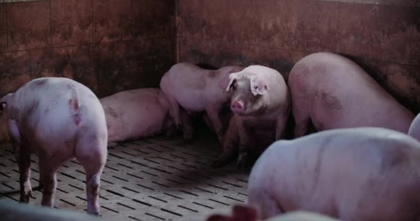 Cerdos en granja ganadera Producción de cerdo Crianza de lechones — Vídeos de Stock