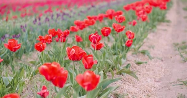 Tulipas florescendo no campo da agricultura — Vídeo de Stock