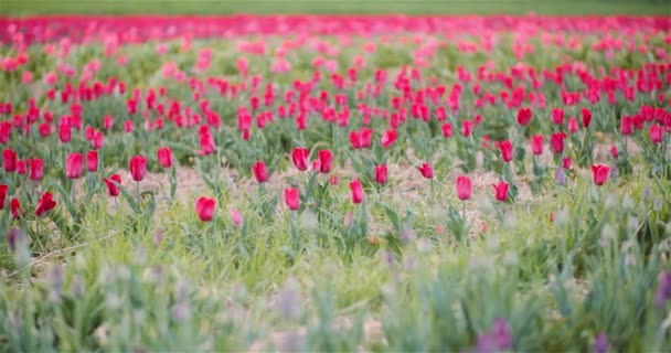 Tulipas florescendo no campo da agricultura — Vídeo de Stock