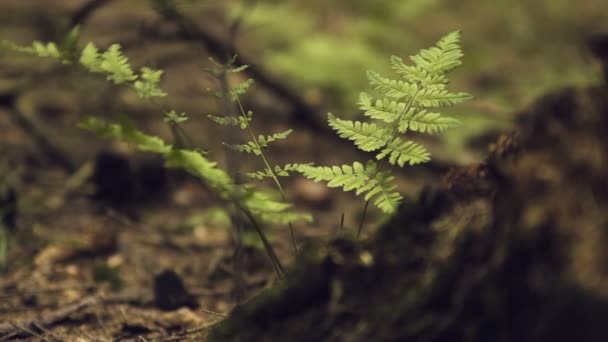 森の中のシダ — ストック動画