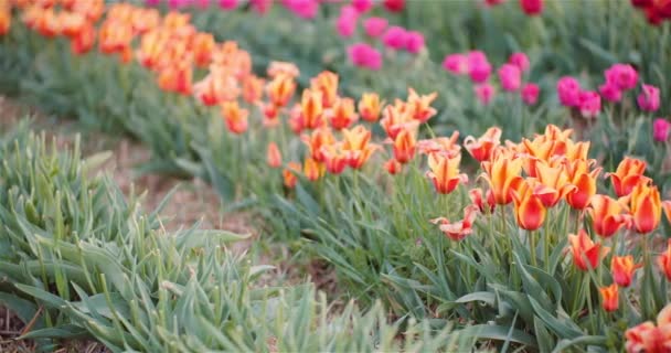 La floraison des tulipes sur le terrain agricole — Video