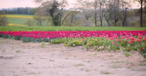 Panning Wide Shot of Pink Blooming Tulipas no campo da agricultura — Vídeo de Stock