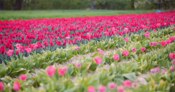Tulipanes florecientes en el campo agrícola — Vídeos de Stock